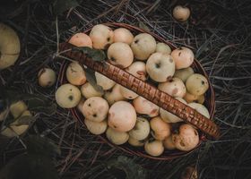 Cedar Grove Apple Picnic
