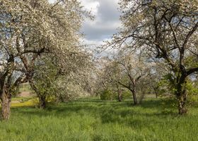 Cedar Grove