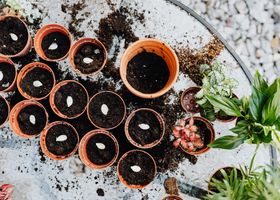 Saturday Seed Swap